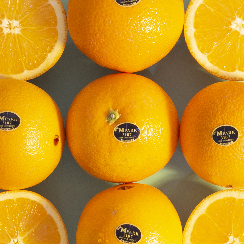 블랙라벨 고당도 오렌지 중과